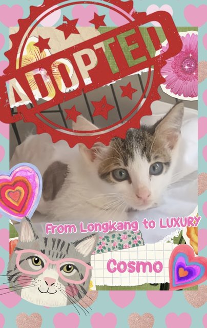 Cosmo - Domestic Short Hair Cat