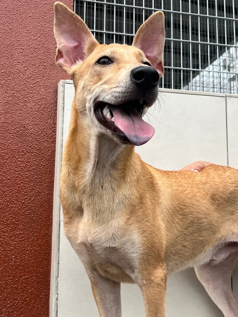 Sukkot &amp; Sabbath - Black Mouth Cur Dog