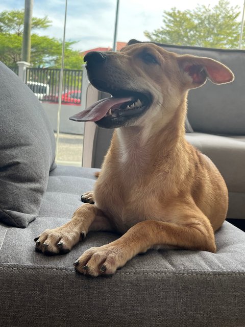 Sukkot &amp; Sabbath - Black Mouth Cur Dog