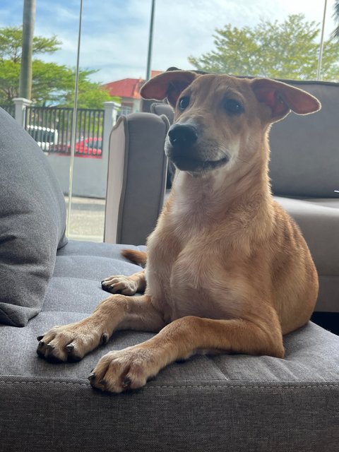 Sukkot &amp; Sabbath - Black Mouth Cur Dog