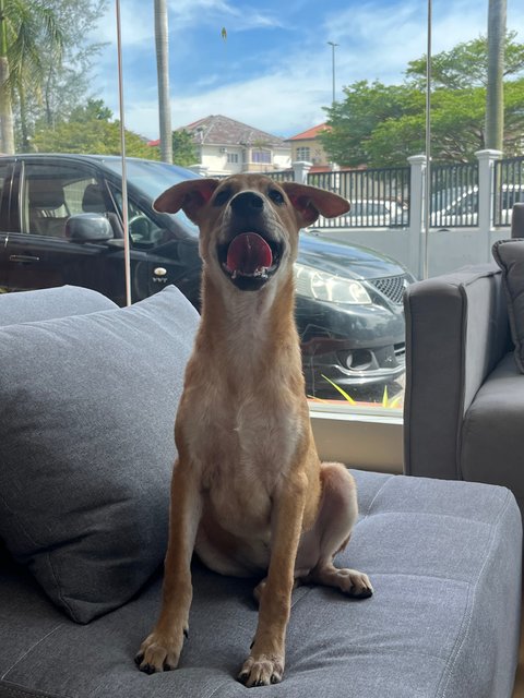 Sukkot &amp; Sabbath - Black Mouth Cur Dog