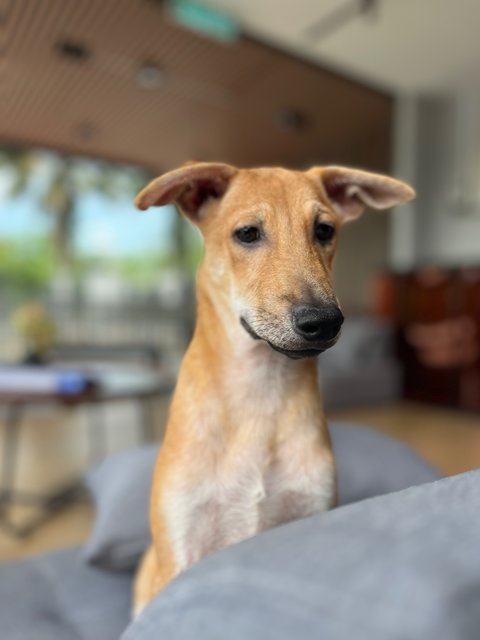 Sukkot &amp; Sabbath - Black Mouth Cur Dog