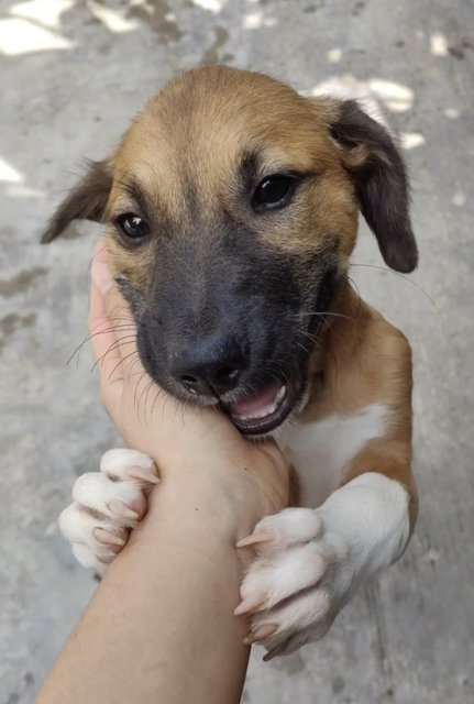 Jovi &amp; Julie - Mixed Breed Dog