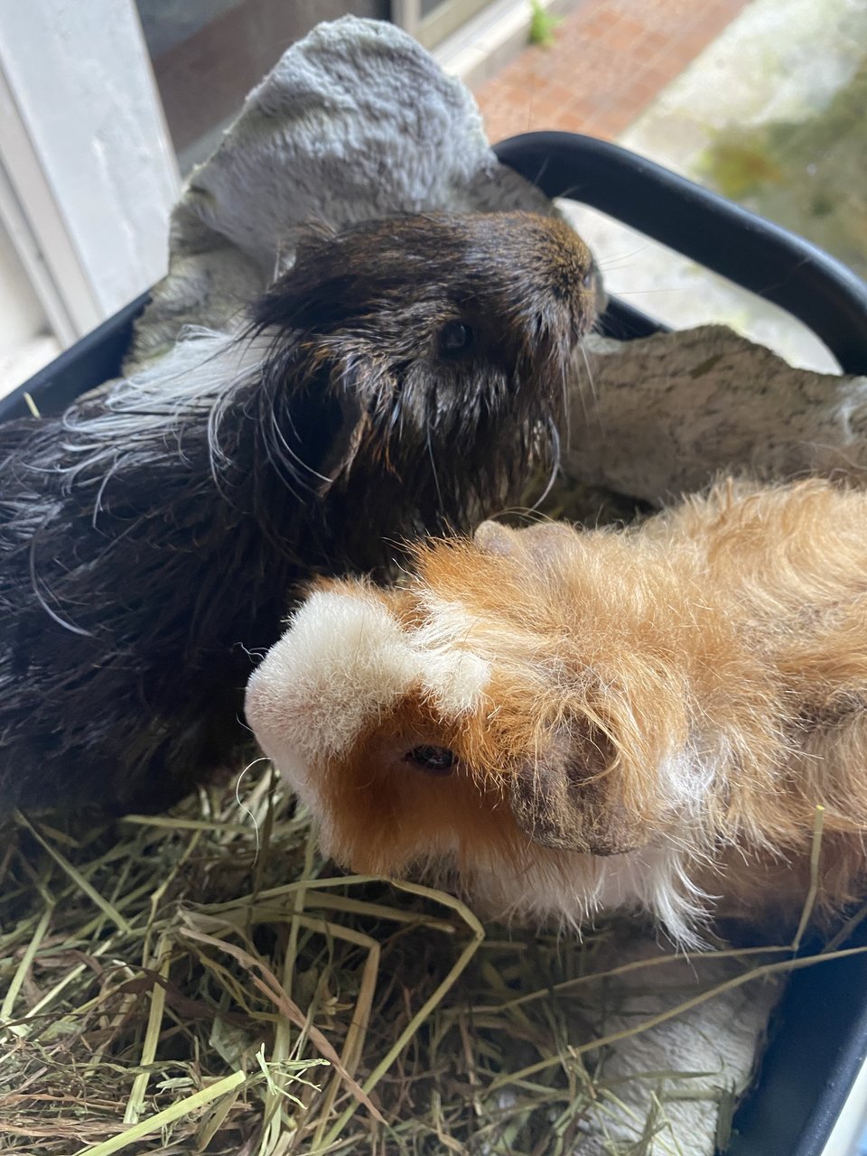 Nico And Bob  - Guinea Pig Small & Furry