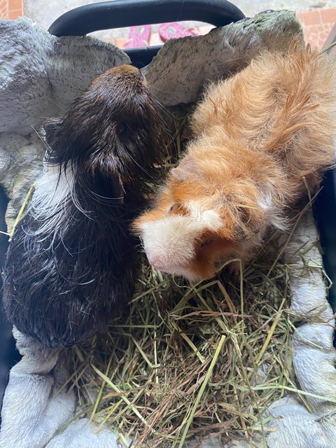 Nico And Bob  - Guinea Pig Small & Furry