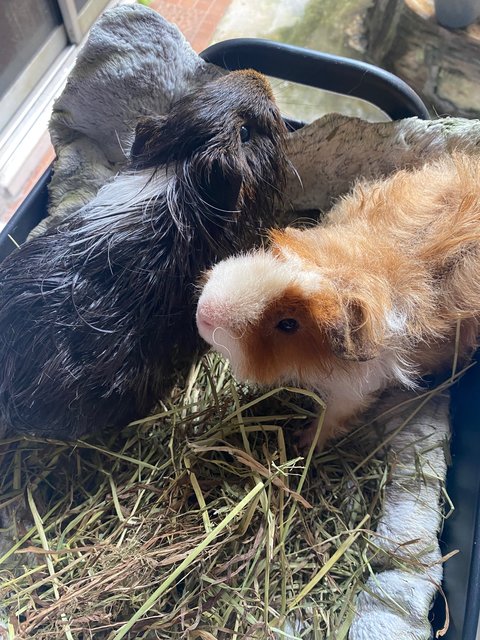 Nico And Bob  - Guinea Pig Small & Furry