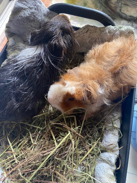 Nico And Bob  - Guinea Pig Small & Furry