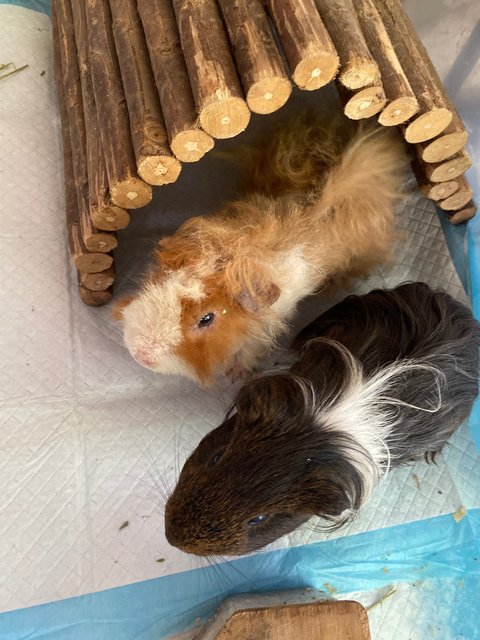 Nico And Bob  - Guinea Pig Small & Furry