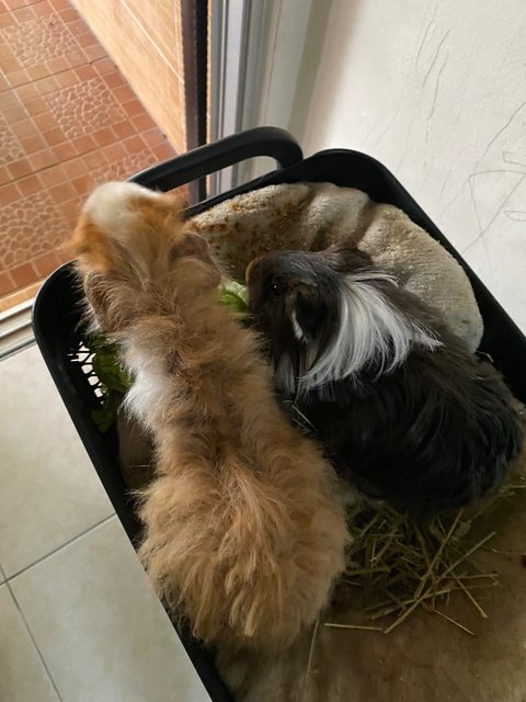 Nico And Bob  - Guinea Pig Small & Furry