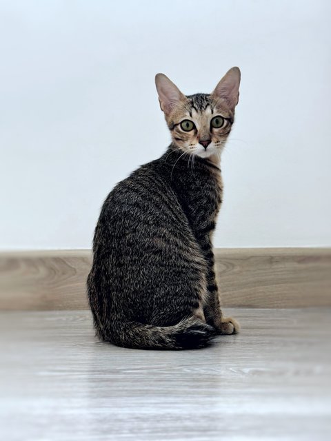 Pecan - Domestic Short Hair Cat