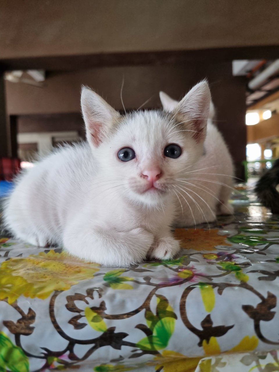 Benji - Calico Cat