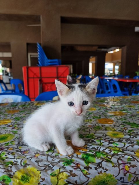 Benji - Calico Cat