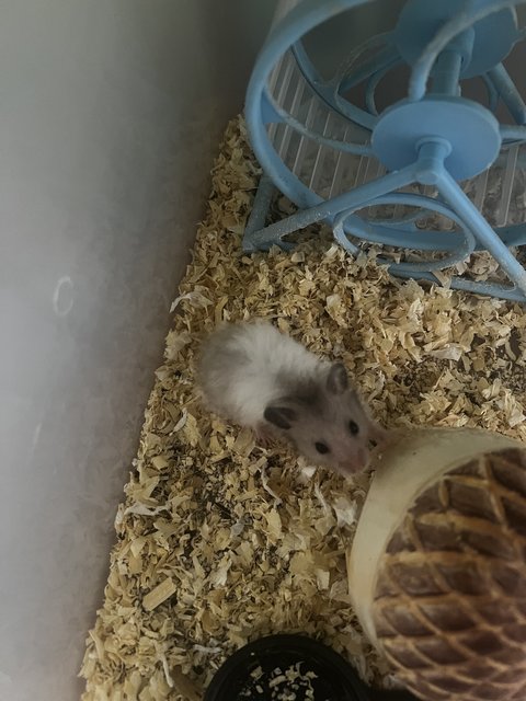 Hamster Babies - Common Hamster + Syrian / Golden Hamster Hamster