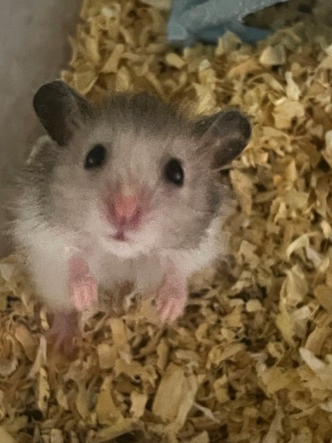 Hamster Babies - Common Hamster + Syrian / Golden Hamster Hamster