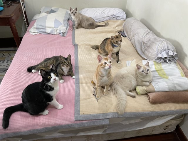 Tuxy, Farni, Leoni, Nachos, Naomi and Angel (left to right)