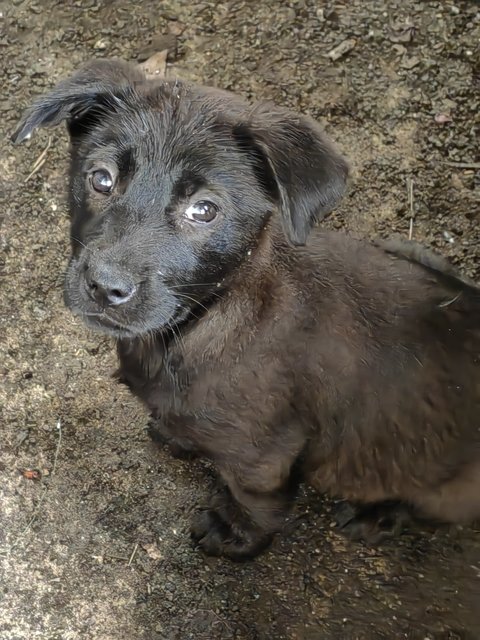 All Blacks &amp; All White  - Mixed Breed Dog