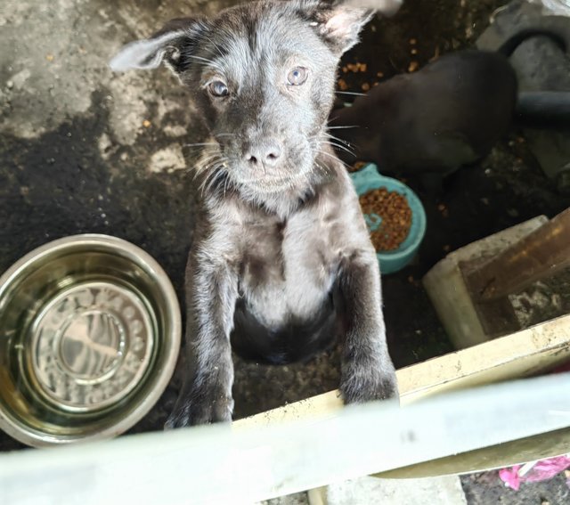 All Blacks &amp; All White  - Mixed Breed Dog