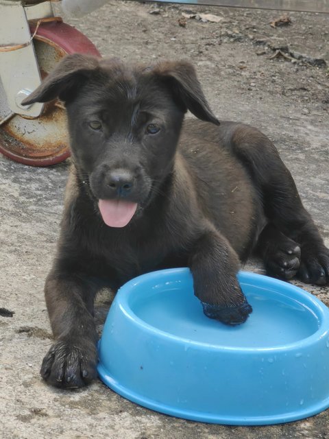 All Blacks &amp; All White  - Mixed Breed Dog