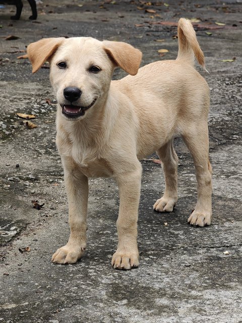 All Blacks &amp; All White  - Mixed Breed Dog