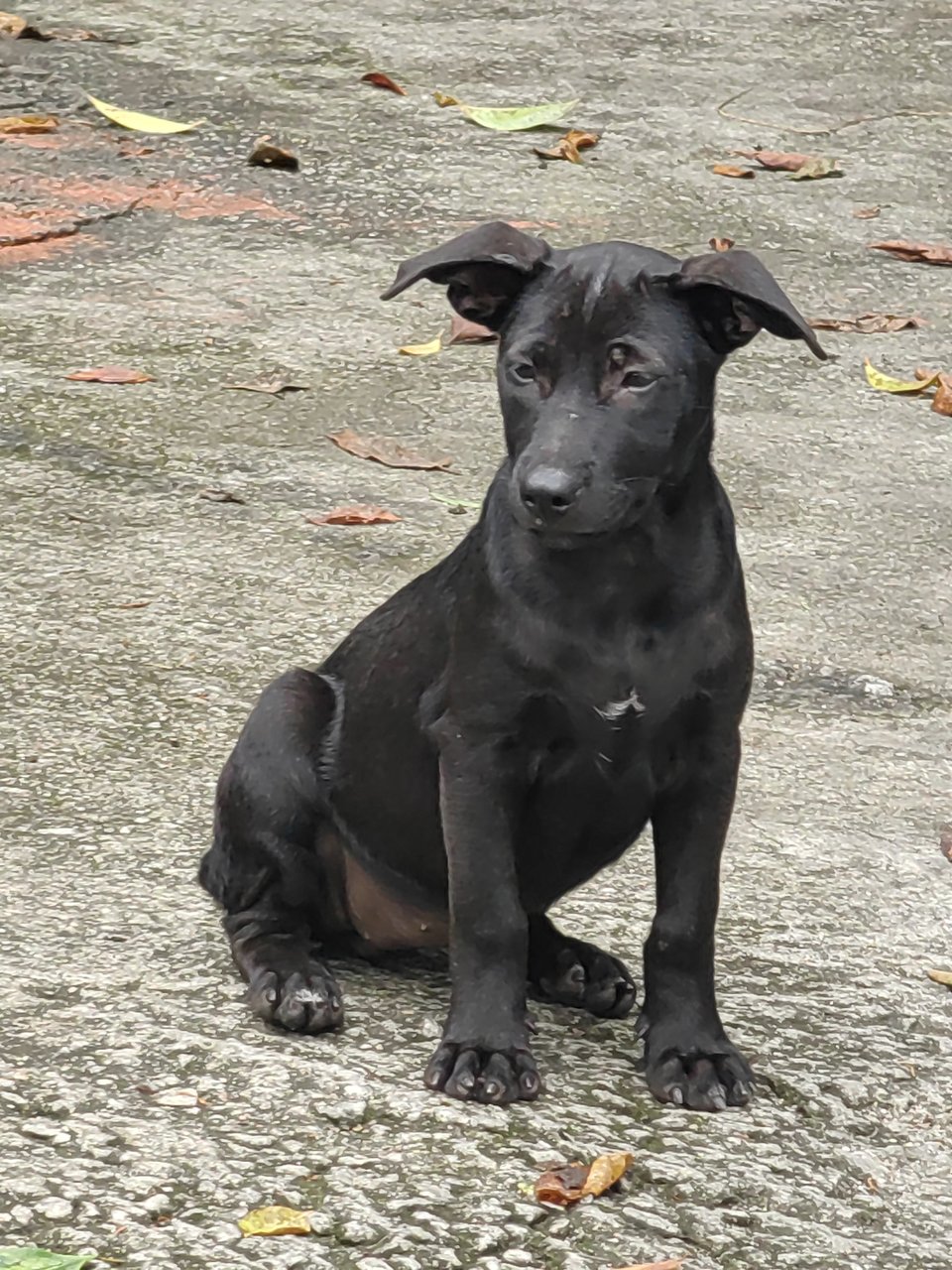 All Blacks &amp; All White  - Mixed Breed Dog