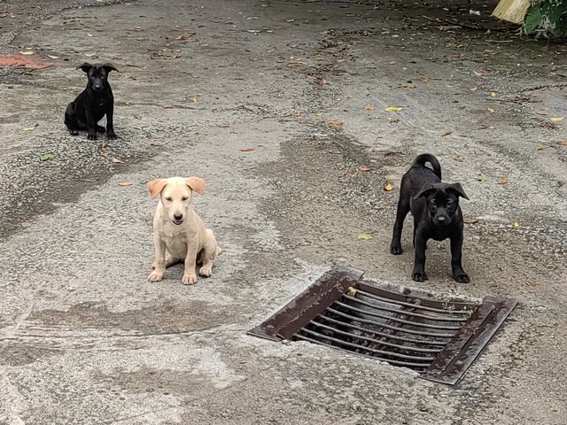 All Blacks &amp; All White  - Mixed Breed Dog