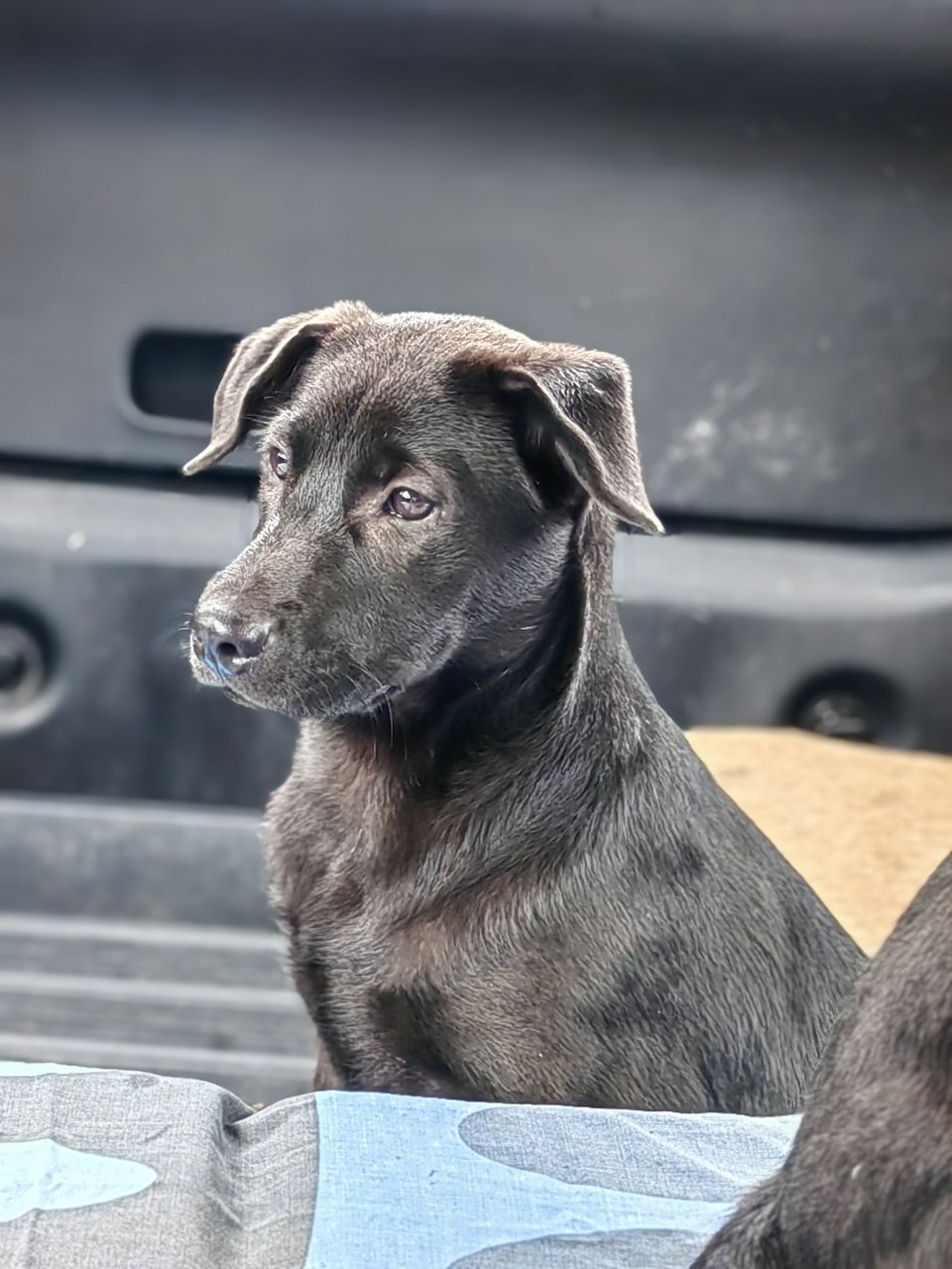 All Blacks &amp; All White  - Mixed Breed Dog