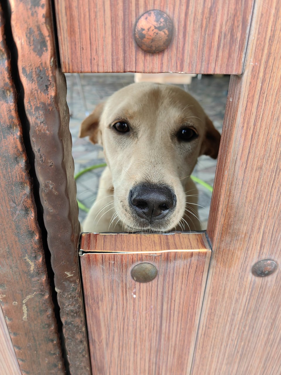 Vitamin B &amp; C - Mixed Breed Dog