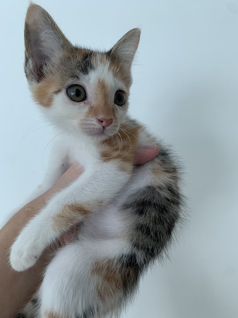 Lexie: The Playful Baby Sister - Calico Cat