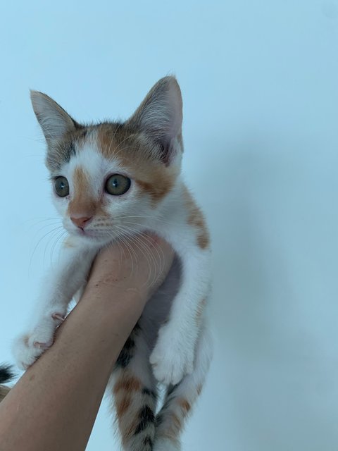 Lexie: The Playful Baby Sister - Calico Cat