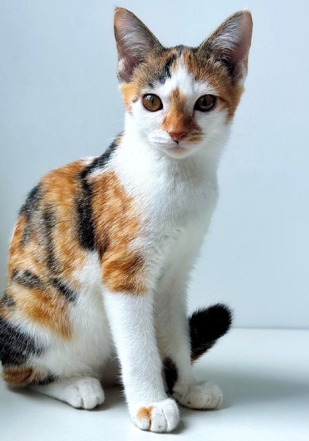 Lexie: The Playful Baby Sister - Calico Cat