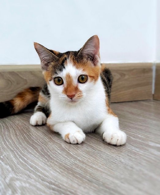 Lexie: The Playful Baby Sister - Calico Cat