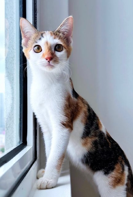 Lexie: The Playful Baby Sister - Calico Cat