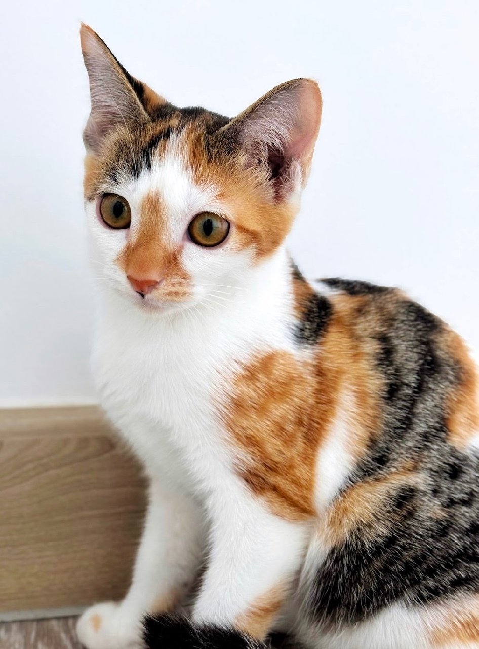 Lexie: The Playful Baby Sister - Calico Cat