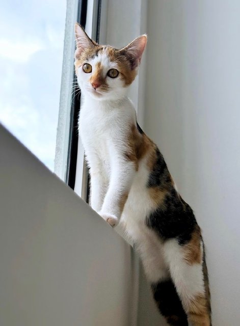 Lexie: The Playful Baby Sister - Calico Cat