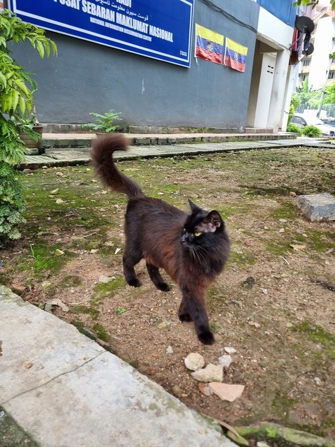 Camelia  - Domestic Long Hair Cat