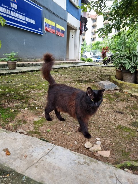 Camelia  - Domestic Long Hair Cat