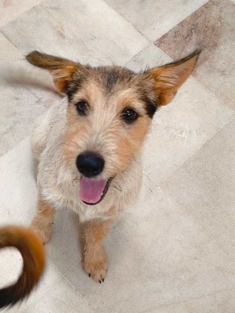 Bee Bee  - Norwich Terrier Mix Dog