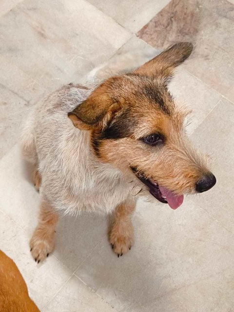 Bee Bee  - Norwich Terrier Mix Dog