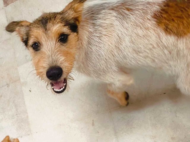 Bee Bee  - Norwich Terrier Mix Dog