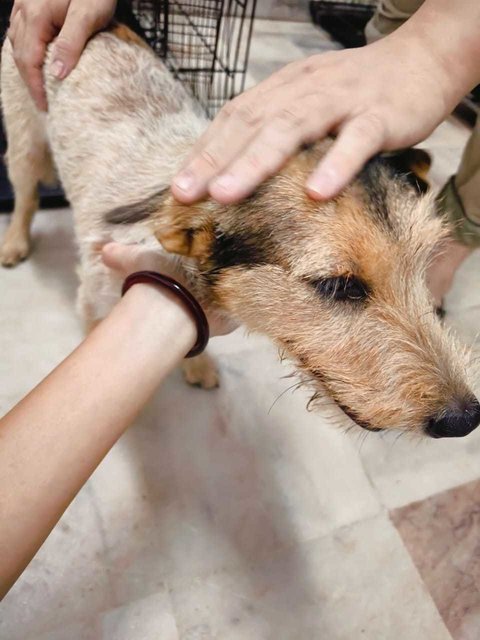 Bee Bee  - Norwich Terrier Mix Dog