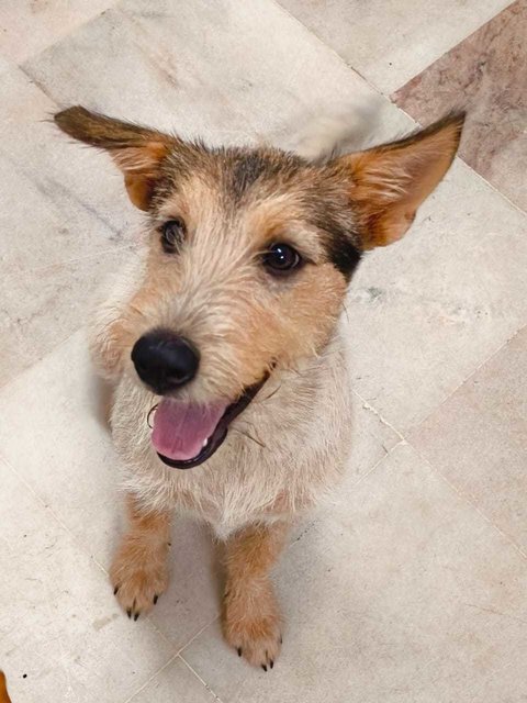 Bee Bee  - Norwich Terrier Mix Dog