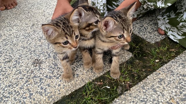 Kittens  - Domestic Short Hair Cat