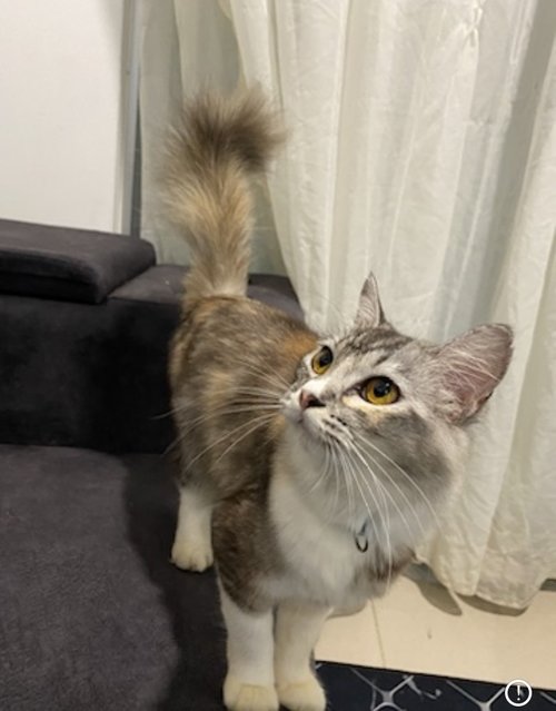 Molly  - Domestic Medium Hair Cat