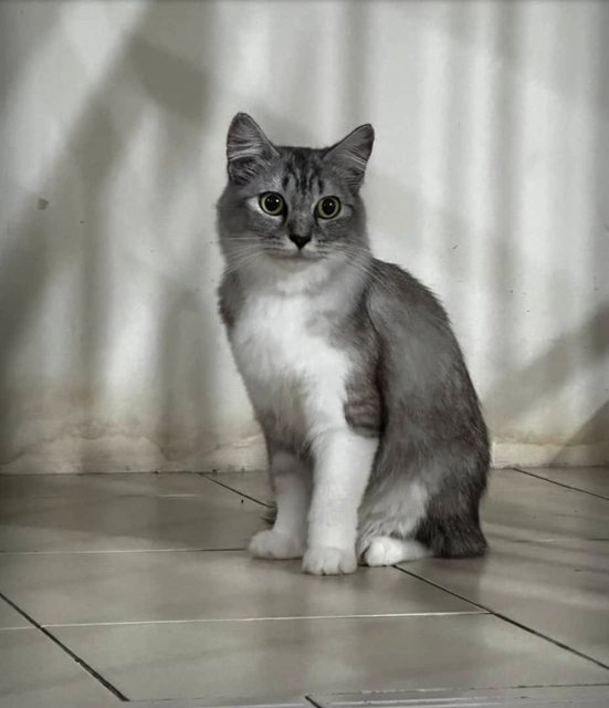 Chiko  - Domestic Medium Hair Cat