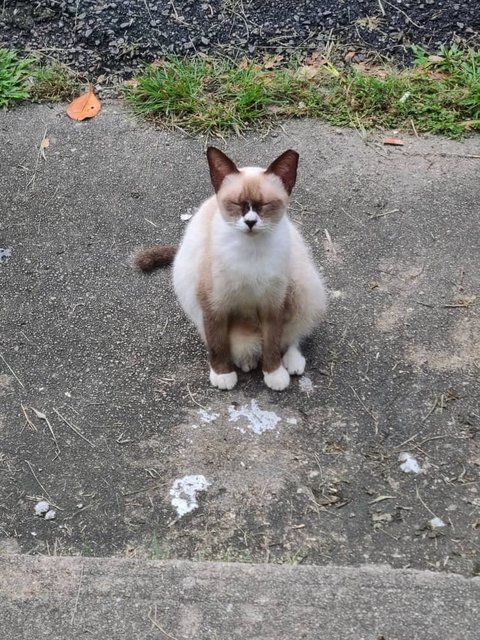 (Booked) Abbey - Domestic Short Hair Cat