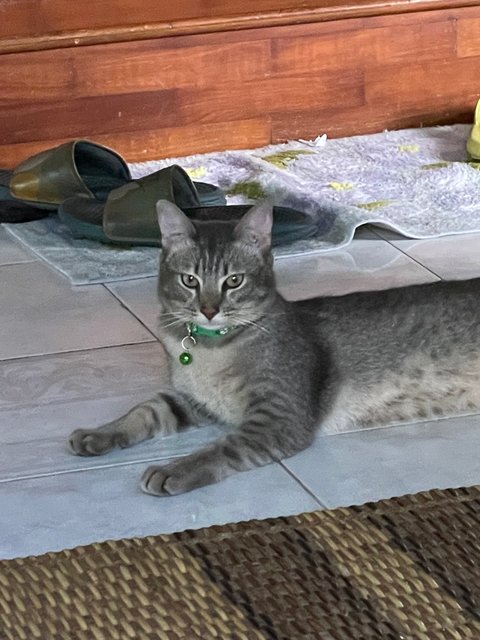 Dusty &amp; Blacky - Domestic Short Hair + Domestic Medium Hair Cat