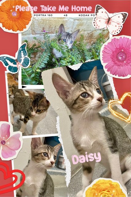 Daisy Girl - Domestic Short Hair Cat