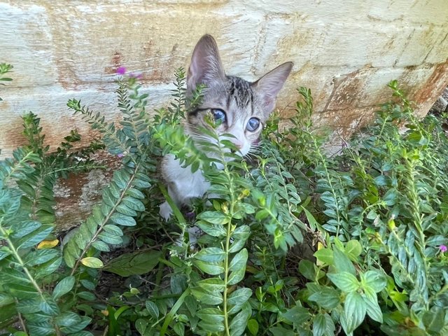 Daisy Girl - Domestic Short Hair Cat