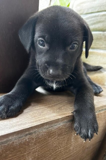 Labrador Retriever  Mixed - Black Labrador Retriever Dog