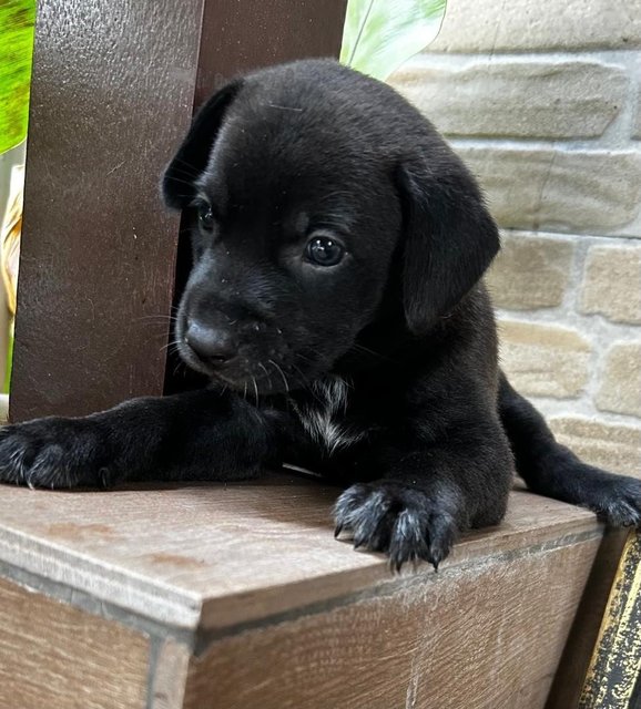 Labrador Retriever  Mixed - Black Labrador Retriever Dog